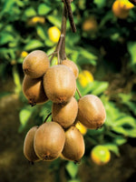Kiwi Plant  1