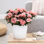 Azalea Simsii Mix  2
