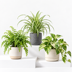 Bathroom Houseplant Collection - Maidenhair Fern, Spider Plant & Happy Leaf Manjula Pothos  2