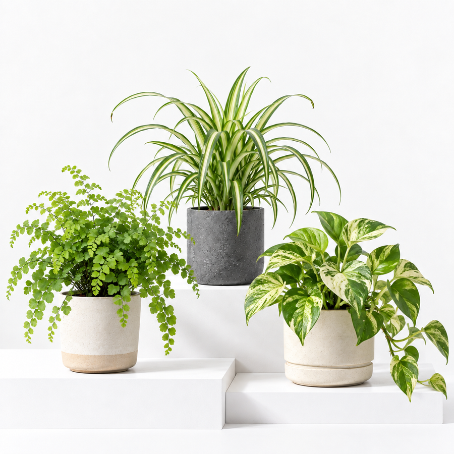 Bathroom Houseplant Collection - Maidenhair Fern, Spider Plant & Happy Leaf Manjula Pothos  2