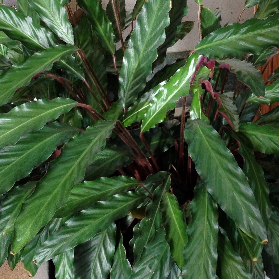Calathea Rufibarba Elgergrass ba1cf1ce117e3858a87500b567fc551b 2