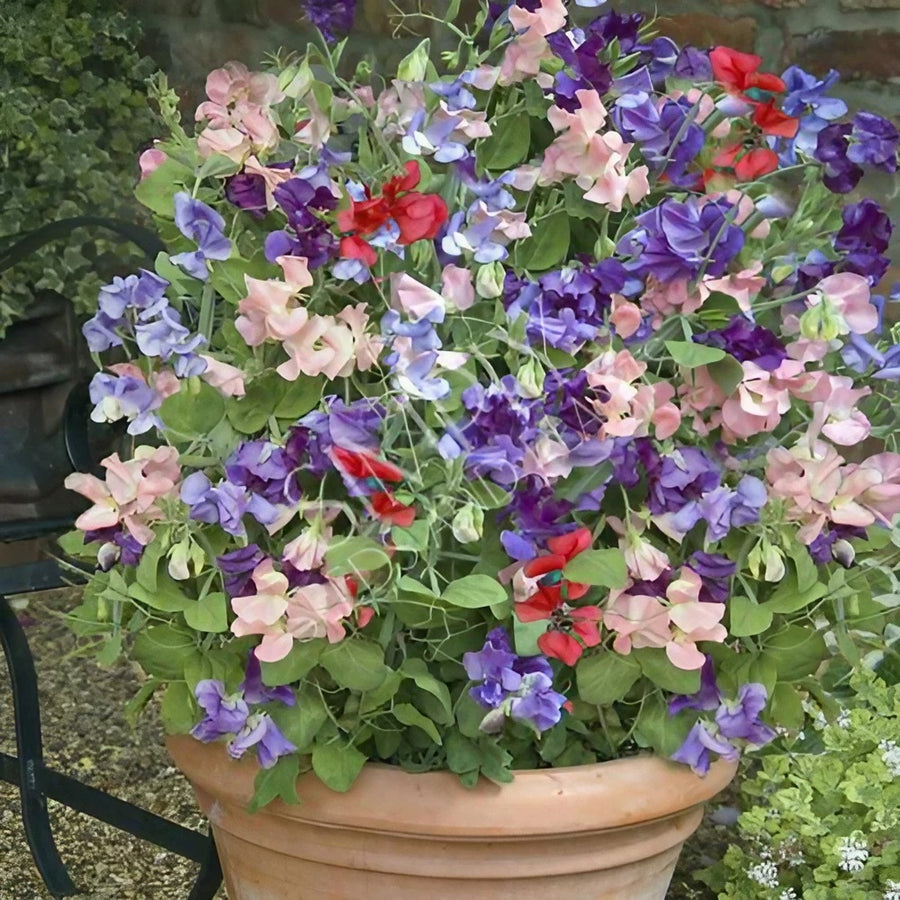Sweet Pea Plants Mix Sweet Pea Plants Mix - 3 x 9cm Pots image2 3
