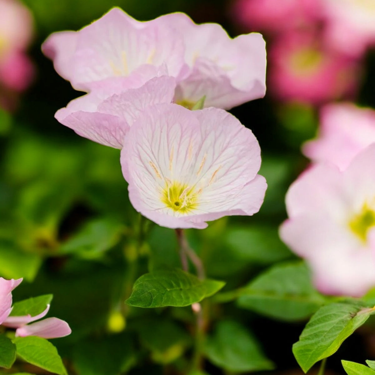 Primrose Bedding Plants  7