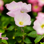 Primrose Bedding Plants  7