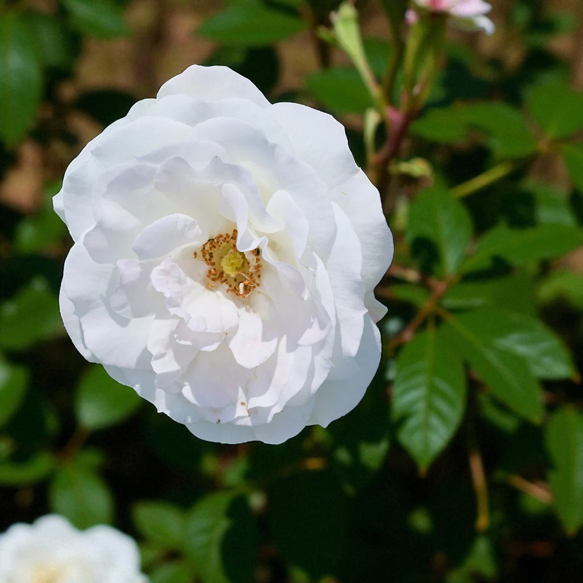 Baby Schneewitchen Rose Bush  1