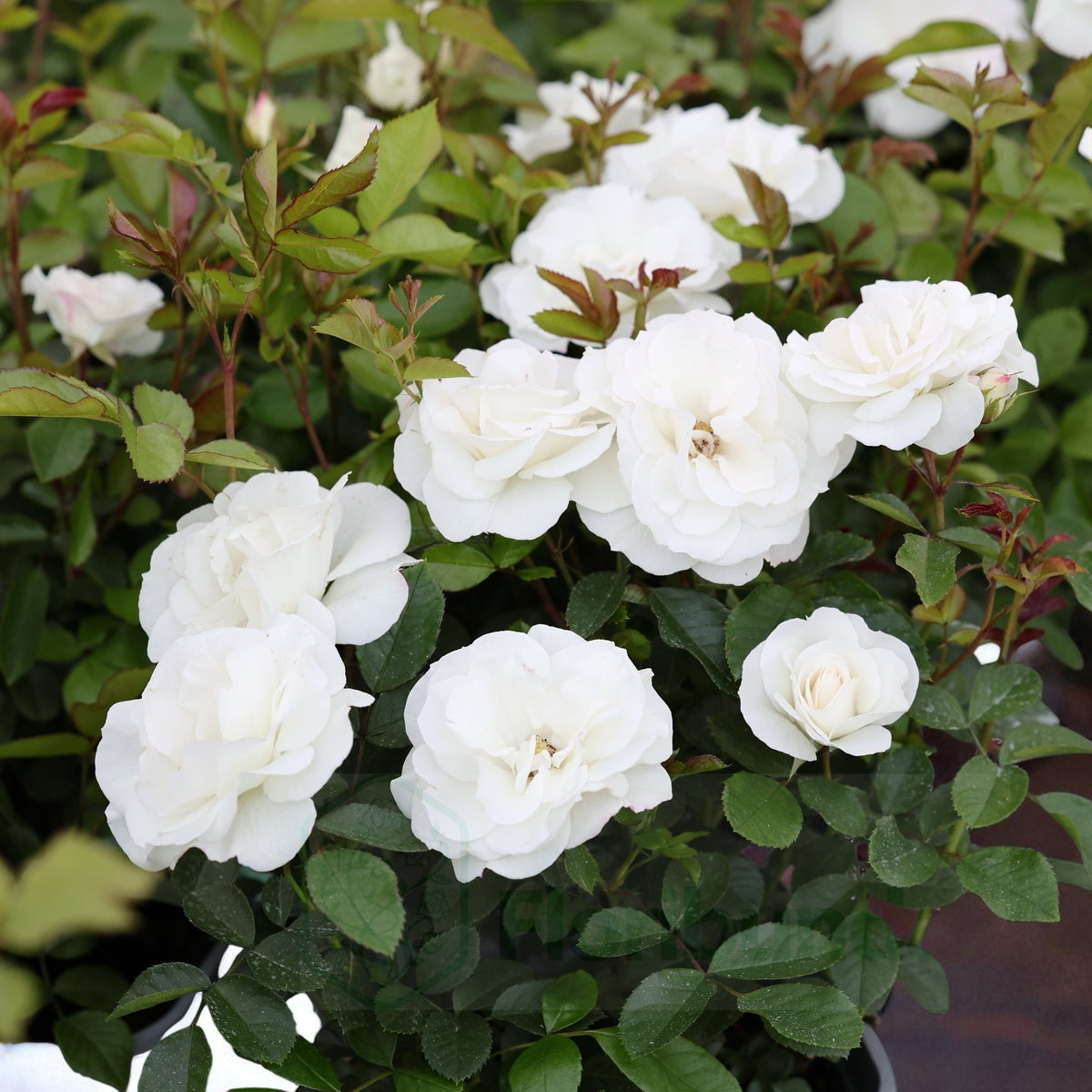 Baby Schneewitchen Rose Bush  2