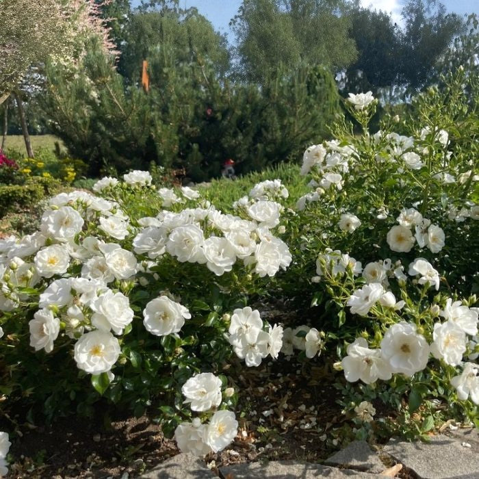 Baby Schneewitchen Rose Bush  3