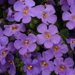 Bacopa - 'Giant Blue' - Trailing Variety Bacopa - 'Giant Blue' - Trailing Variety image2 2