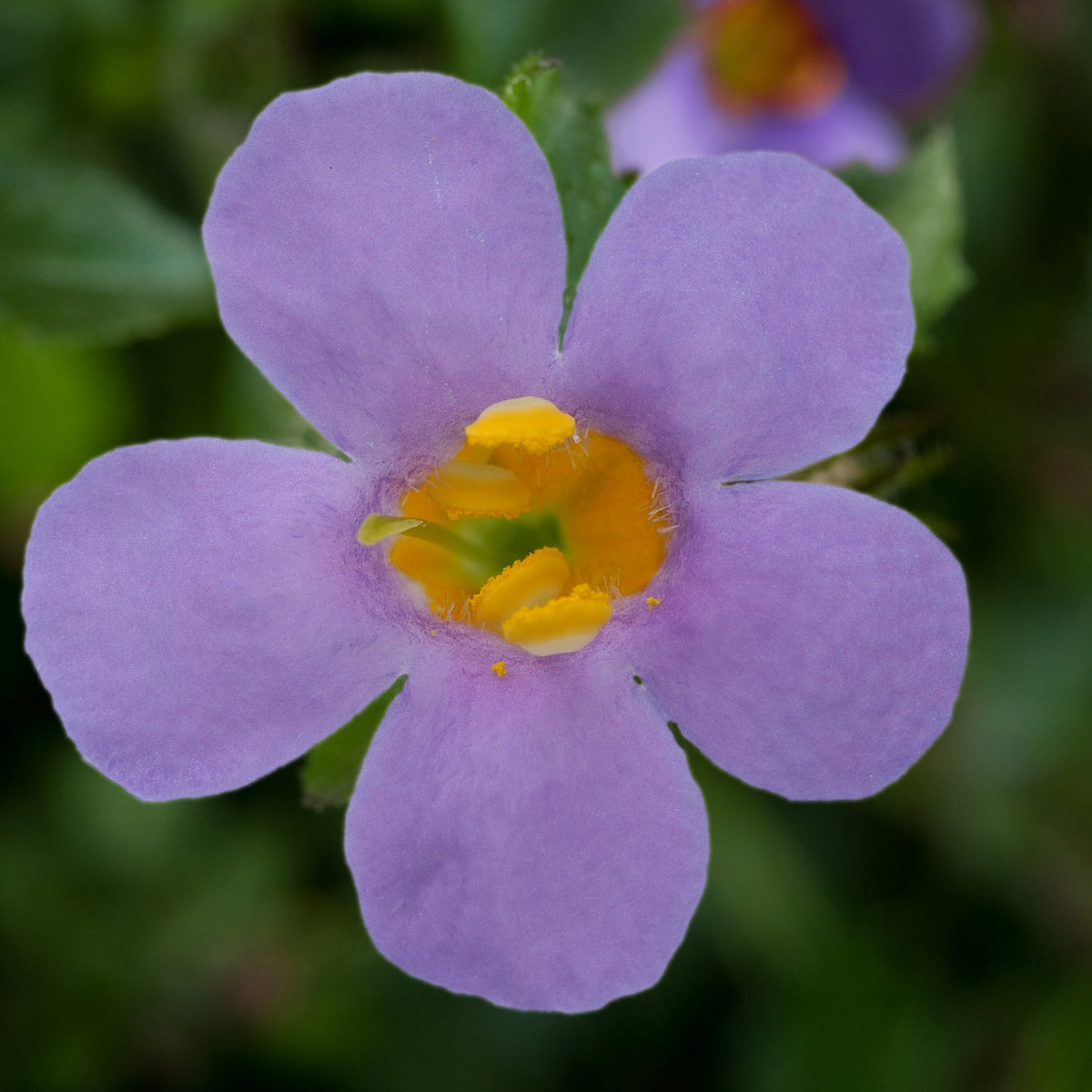 Bacopa - 'Giant Blue' - Trailing Variety Bacopa - 'Giant Blue' - Trailing Variety image3 3
