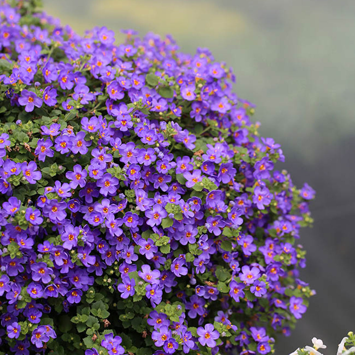 Bacopa - 'Giant Blue' - Trailing Variety Bacopa - 'Giant Blue' - Trailing Variety image4 4