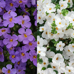 Bacopa Trailing Variety  5