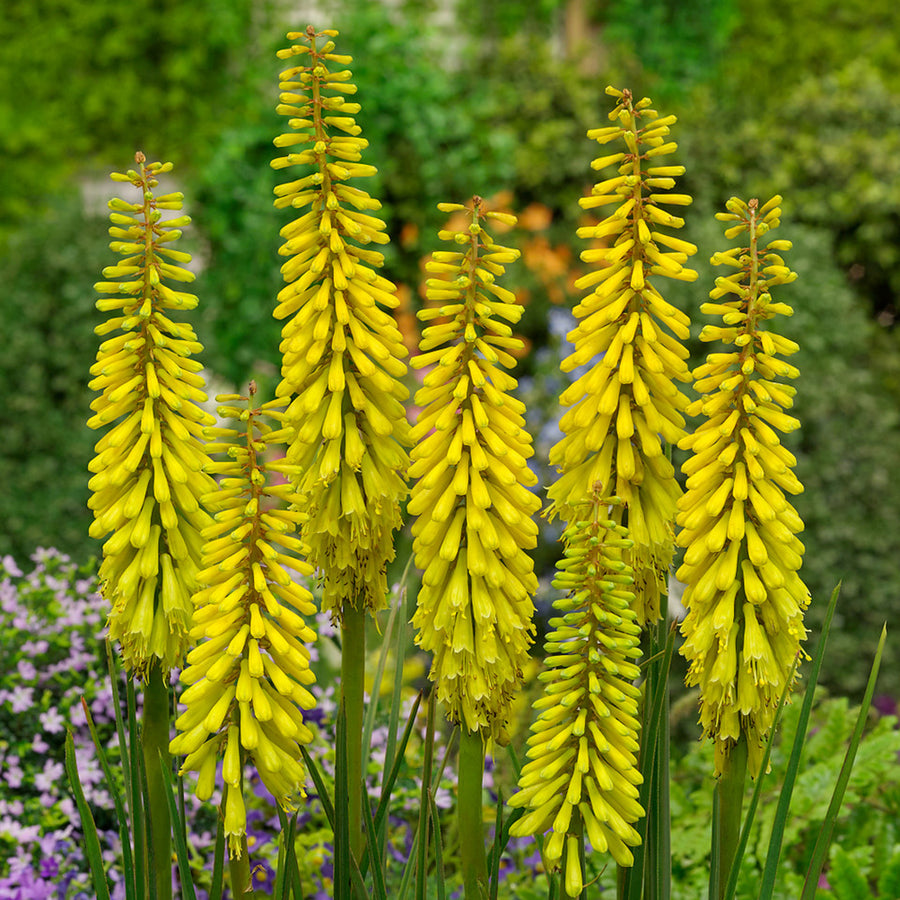 Kniphofia Banana Popsicle bananapop 4