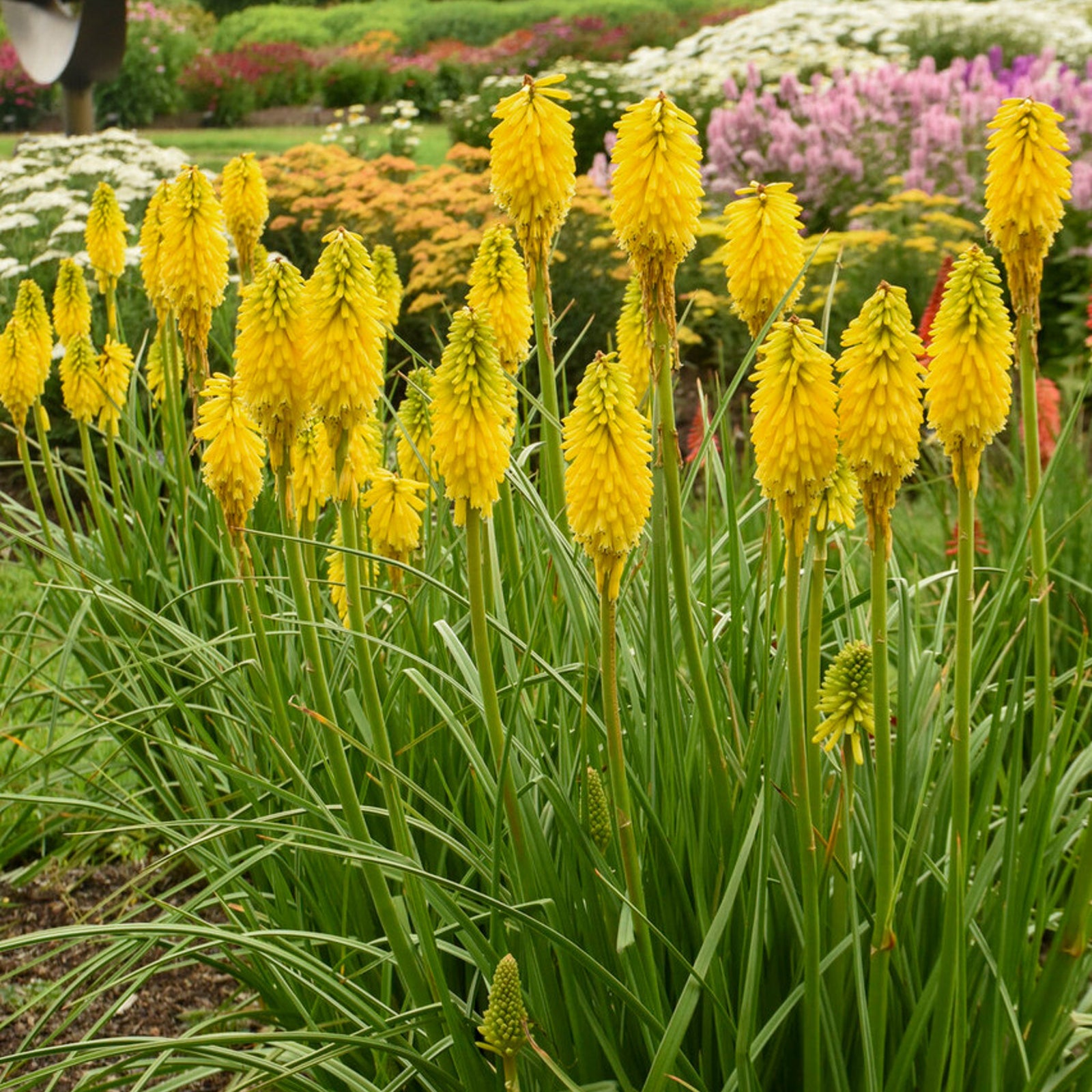 Kniphofia Banana Popsicle