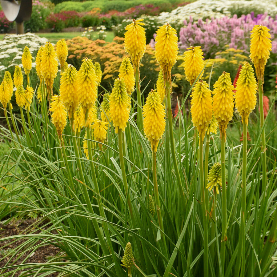 Kniphofia Banana Popsicle bananapop1 1