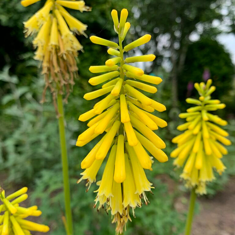 Kniphofia Banana Popsicle bananapop2 2