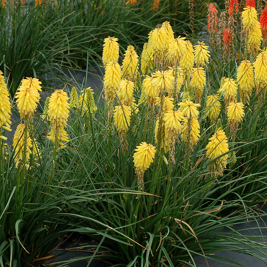 Kniphofia Banana Popsicle bananapop3 3