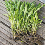 Bare Root Wallflowers Primrose Dame  3