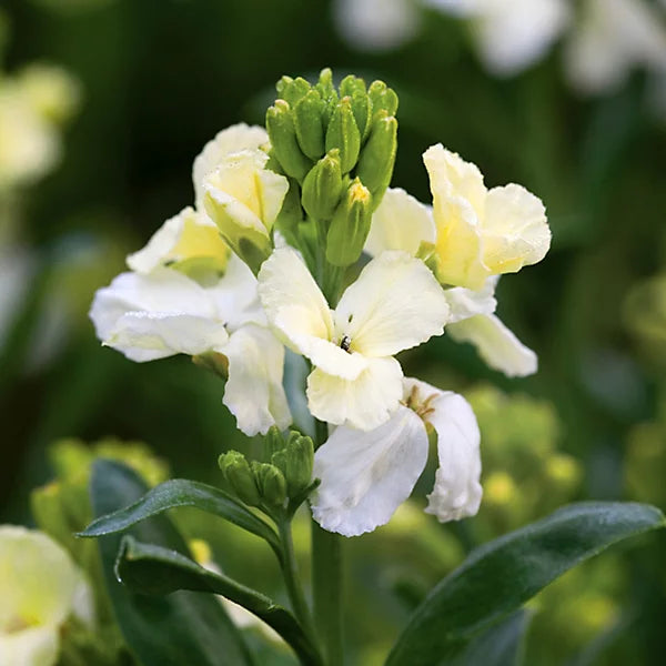 Bare Root Wallflowers Primrose Dame  2