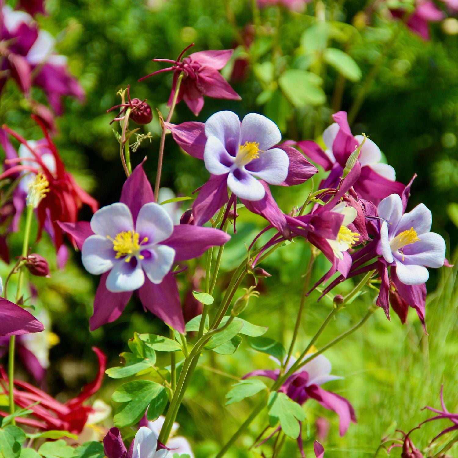 bare root perennials