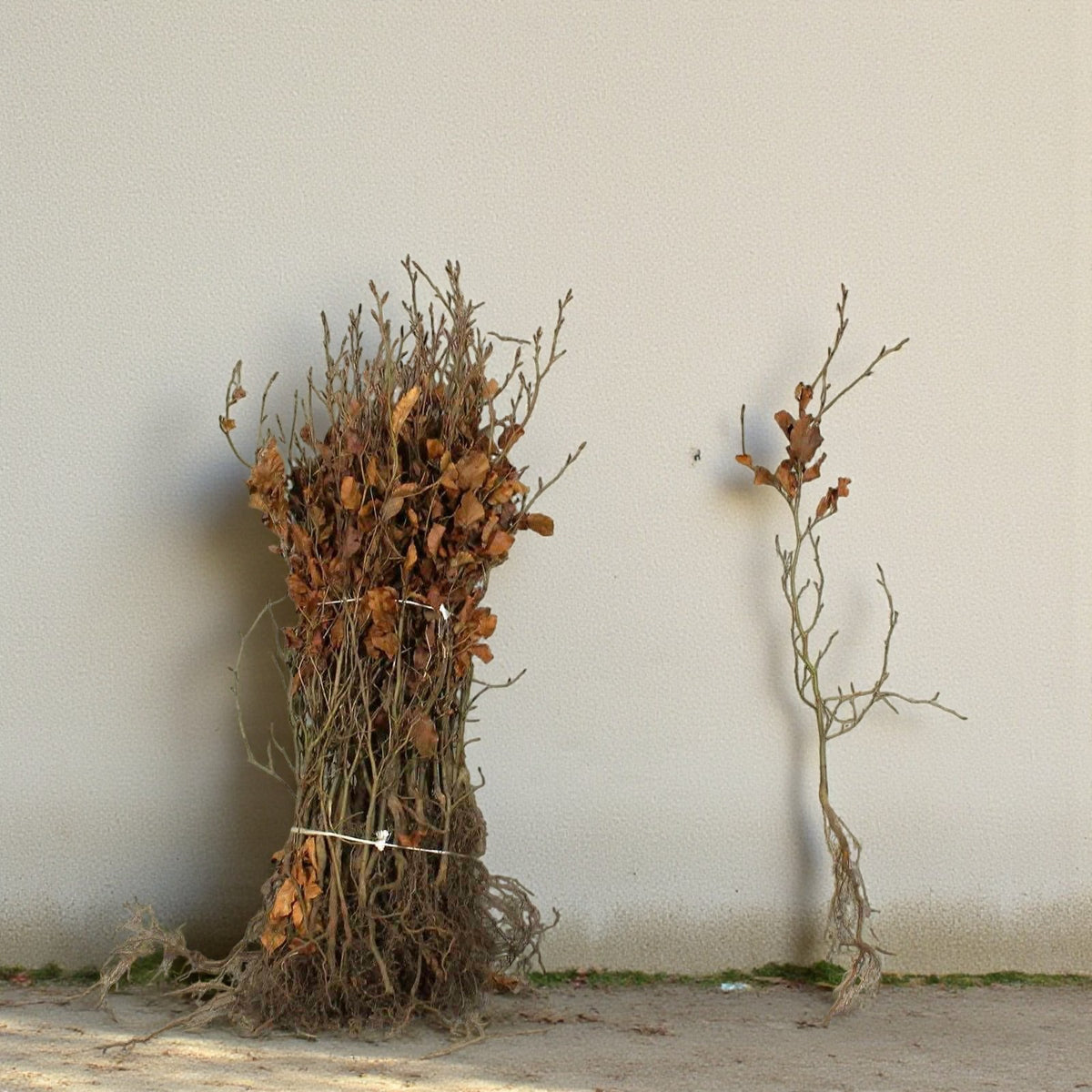 Beech 40-60cm Hedging  2