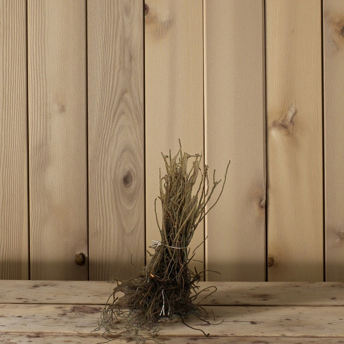 Rosa Rugosa Alba Hedging  2