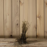 Rosa Rugosa Alba Hedging  2