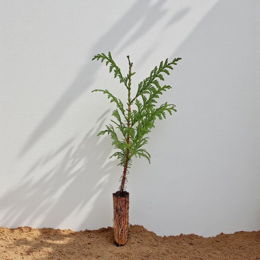 Western Red Cedar Hedging  2