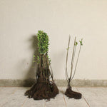 Wild Privet 20-40cm Hedging  2