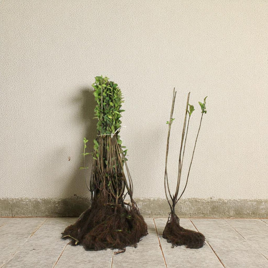 Wild Privet 20-40cm Hedging  2