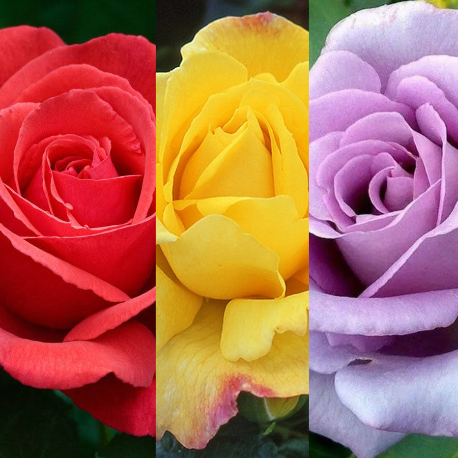 Bare Root Rose Mix - Fragrant Cloud, Chinatown & Blue Moon 3 x Bare Root Rose Mix - Fragrant Cloud, Chinatown & Blue Moon image1 1