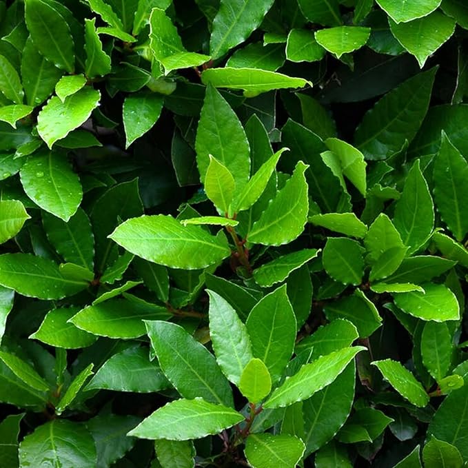 Large Herb Plant Mix Laurel Bay Plant Gift in Terracotta Pot image3 3