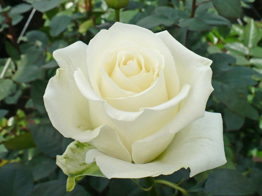 Steel 11th Wedding Anniversary Rose Bush Gift Wrapped  2