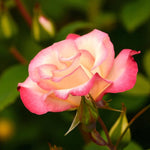 Birthday Girl Bare Root Rose  3