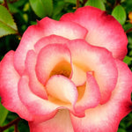 Birthday Girl Bare Root Rose  2
