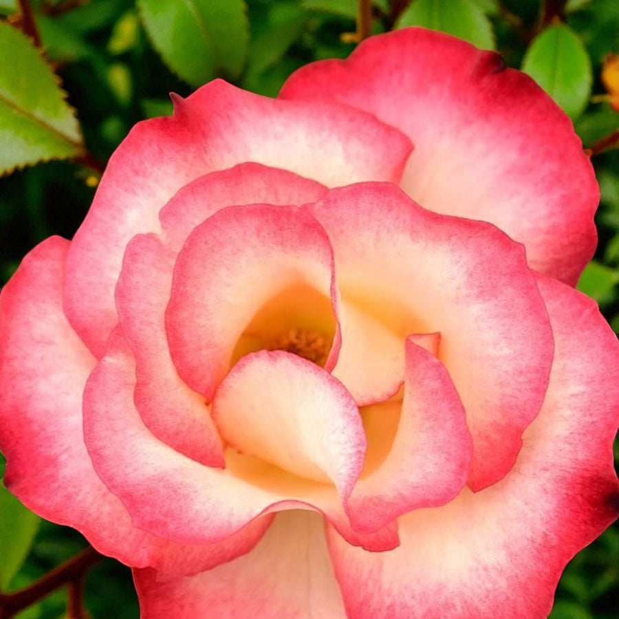 Birthday Girl Bare Root Rose  2