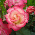 Birthday Girl Bare Root Rose  1