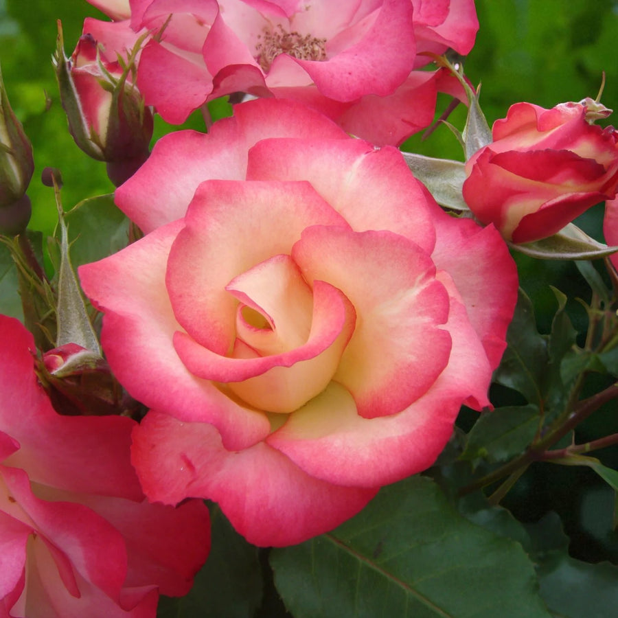 Birthday Girl Bare Root Rose  1