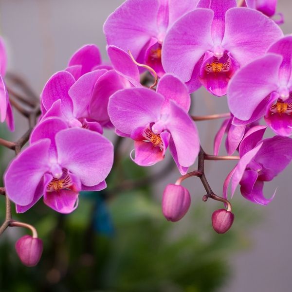 Orchid Plant - Phalaenopsis Multiflora  3