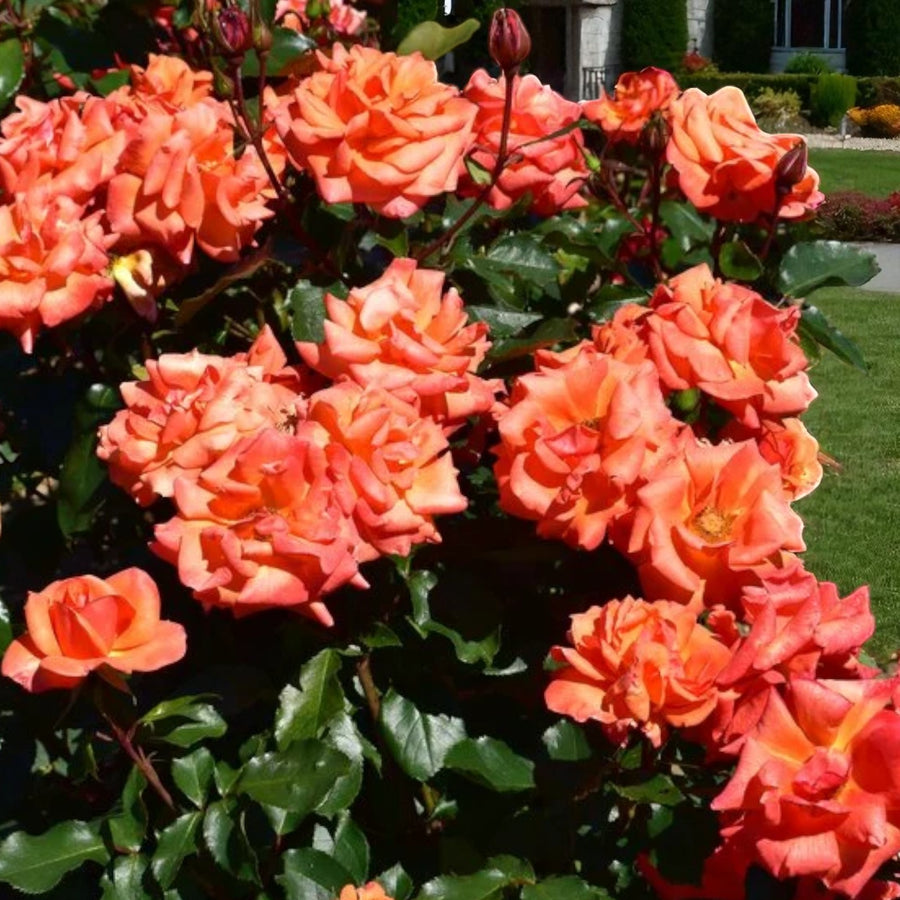 Beautiful Britain Bare Root Rose  3