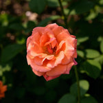 Beautiful Britain Bare Root Rose  2