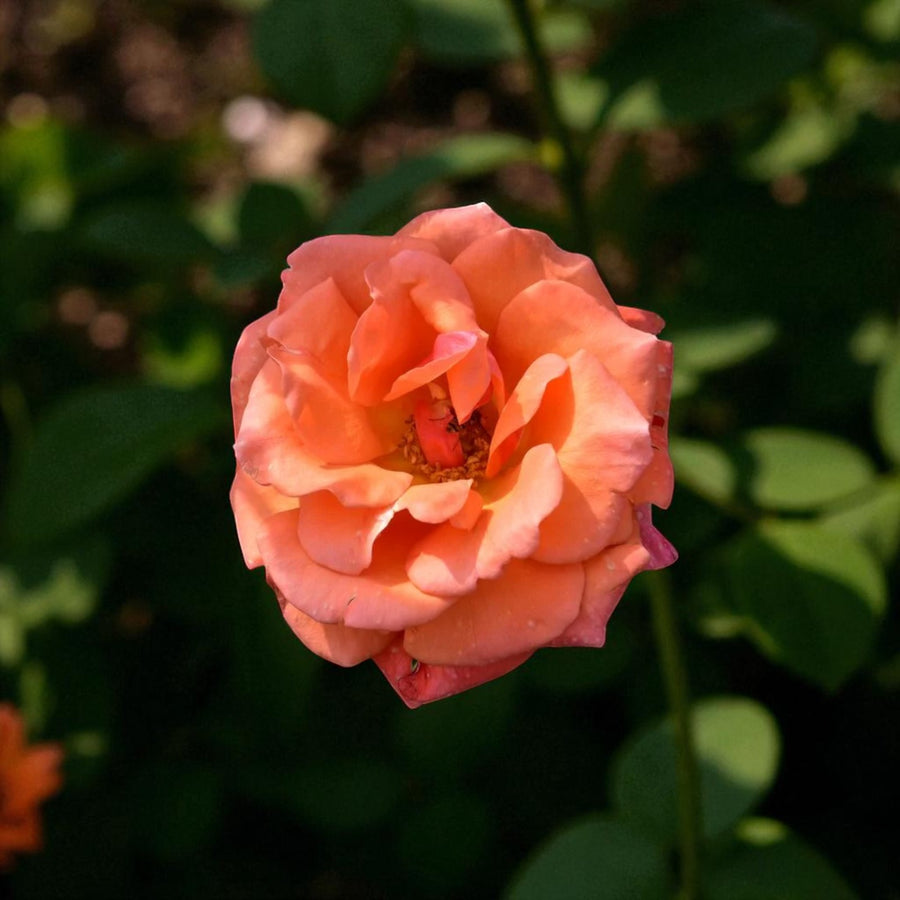 Beautiful Britain Bare Root Rose  2