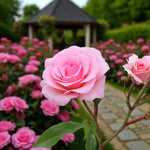 You're Beautiful Bare Root Rose  1