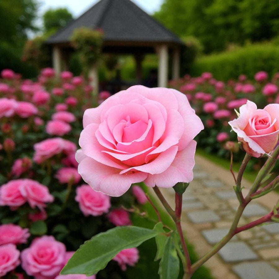 You're Beautiful Bare Root Rose  1