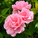You're Beautiful Bare Root Rose  2