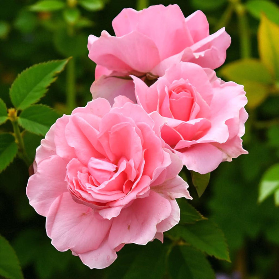 You're Beautiful Bare Root Rose  2