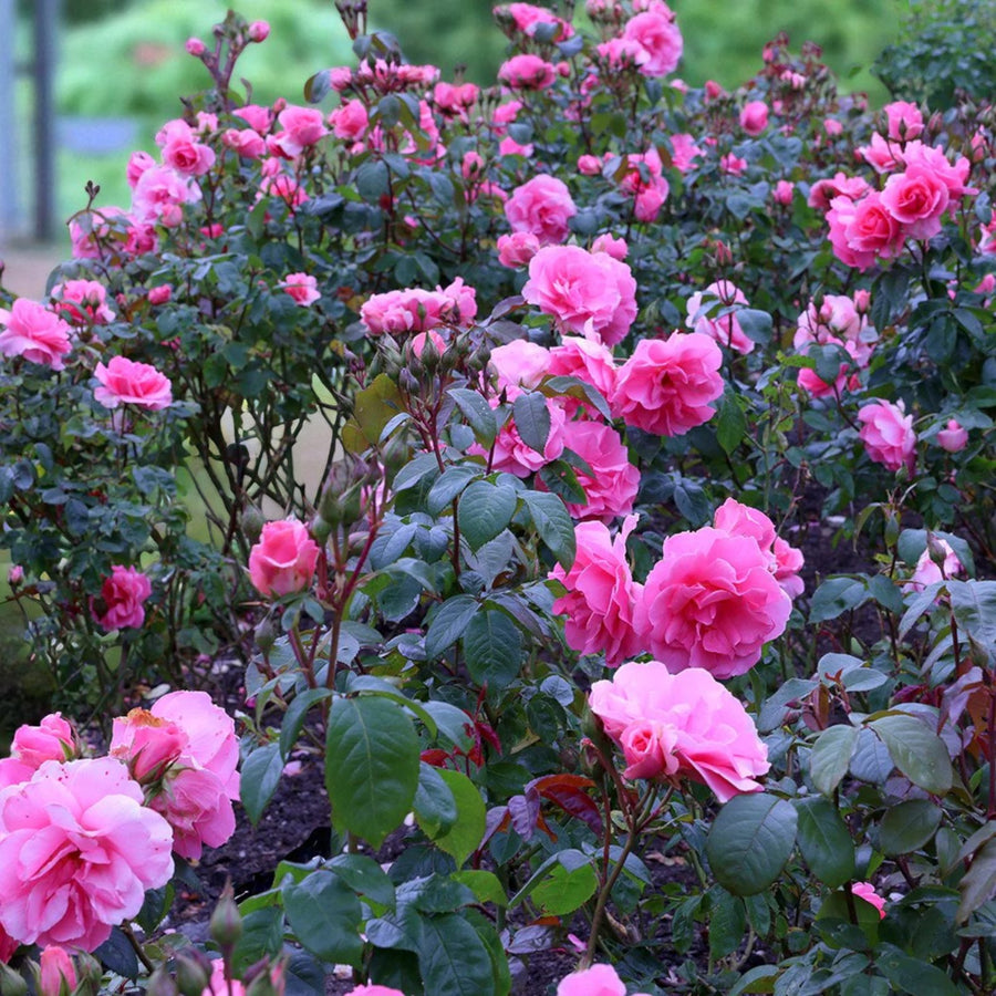 You're Beautiful Bare Root Rose  3