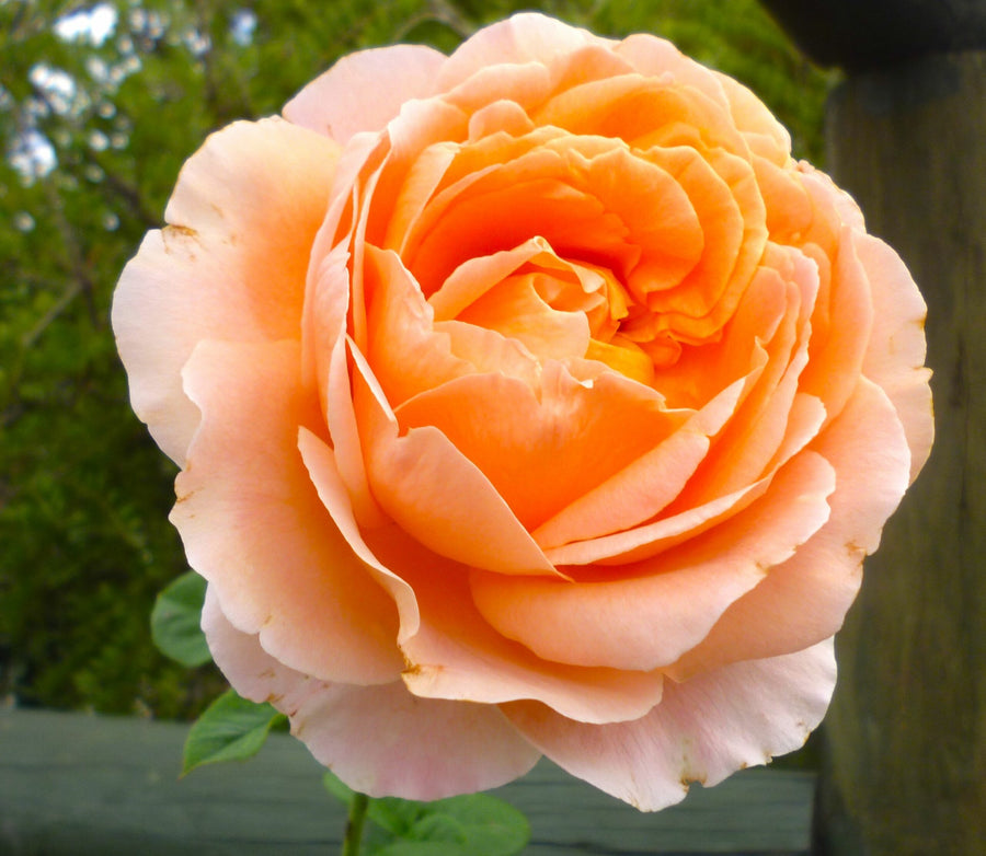 Apricot Rose Bush becc5c1654089c67360d18c0772c958e 1