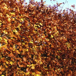 Beech 40-60cm Hedging  4