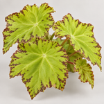 Begonia Beleaf Lima Love  3