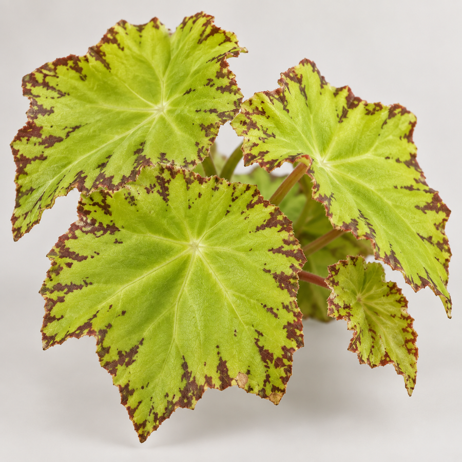 Begonia Beleaf Lima Love  3